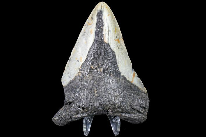 Bargain, Megalodon Tooth - North Carolina #83985